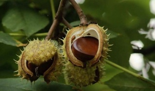 Use chestnuts to treat prostatitis
