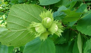 Hazelnuts are used to treat chronic prostatitis